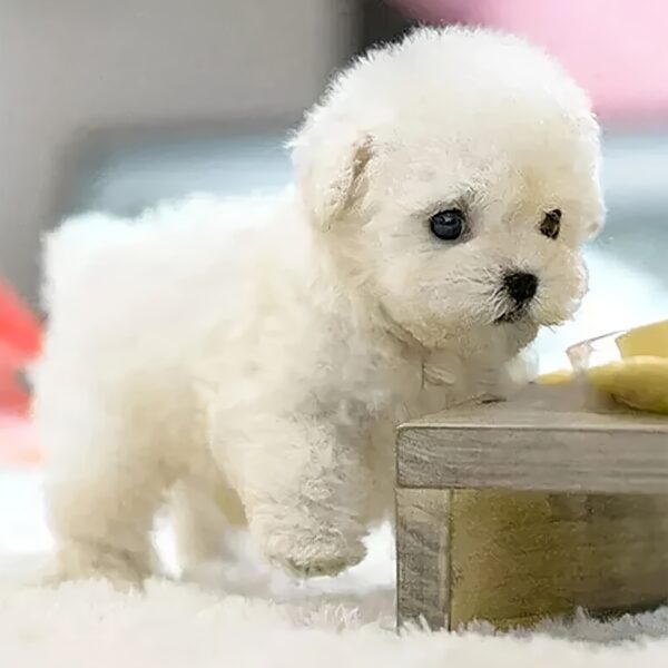 2025 New Robot Dog, Robot Puppy That Acts Like A Real Puppy - Walking, Barking, Tail Wagging - Image 3