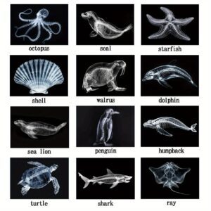 12 Insects, Wildlife and Marine Life Combination Light and Shadow Area Materials, Anatomy Model Diagrams, Essential Classroom Tools, Teacher's Essentials